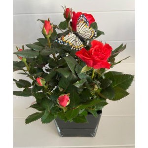 red potted rose plant